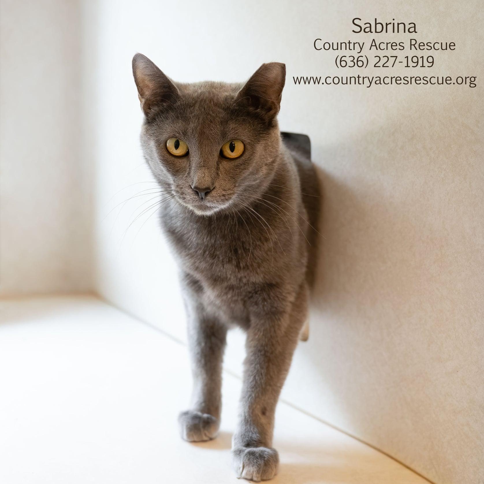 Sabrina, a ADOPTABLE Domestic Short Hair in Manchester, MO image 1/3