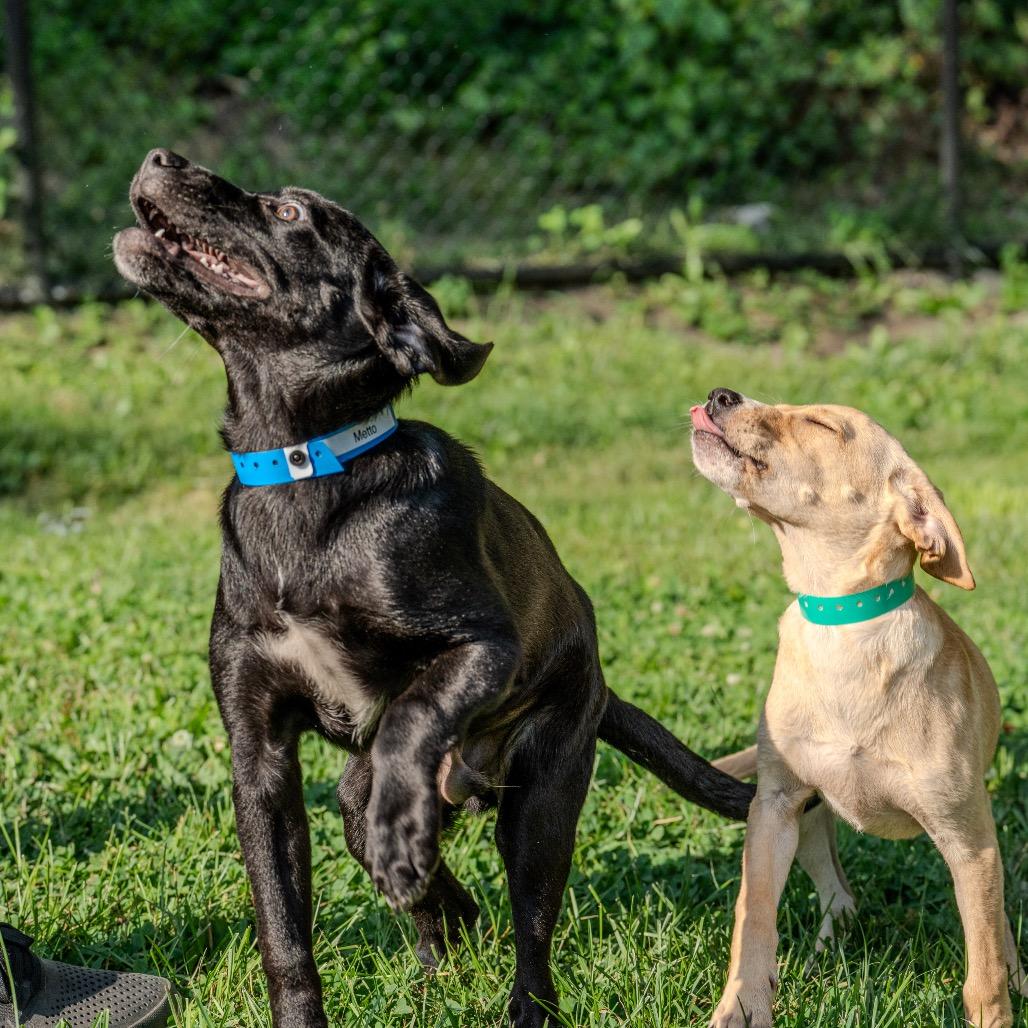 Metto, Adoptable, Young Male Labrador Retriever.