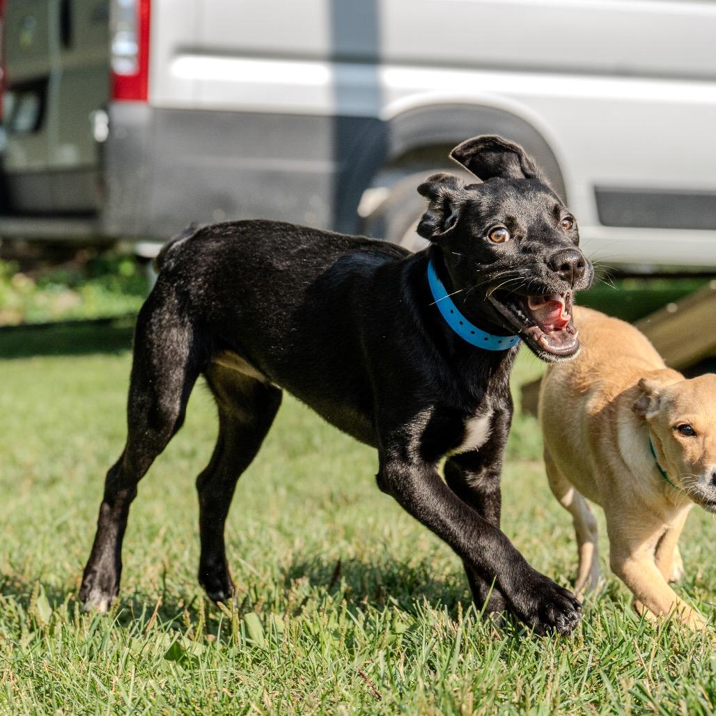Enlarge Metto, a Adoptable mixed breed in Pawling, NY image 2/6