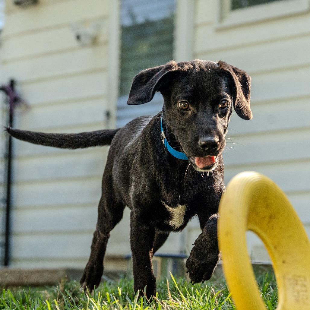 Enlarge Metto, a Adoptable mixed breed in Pawling, NY image 4/6