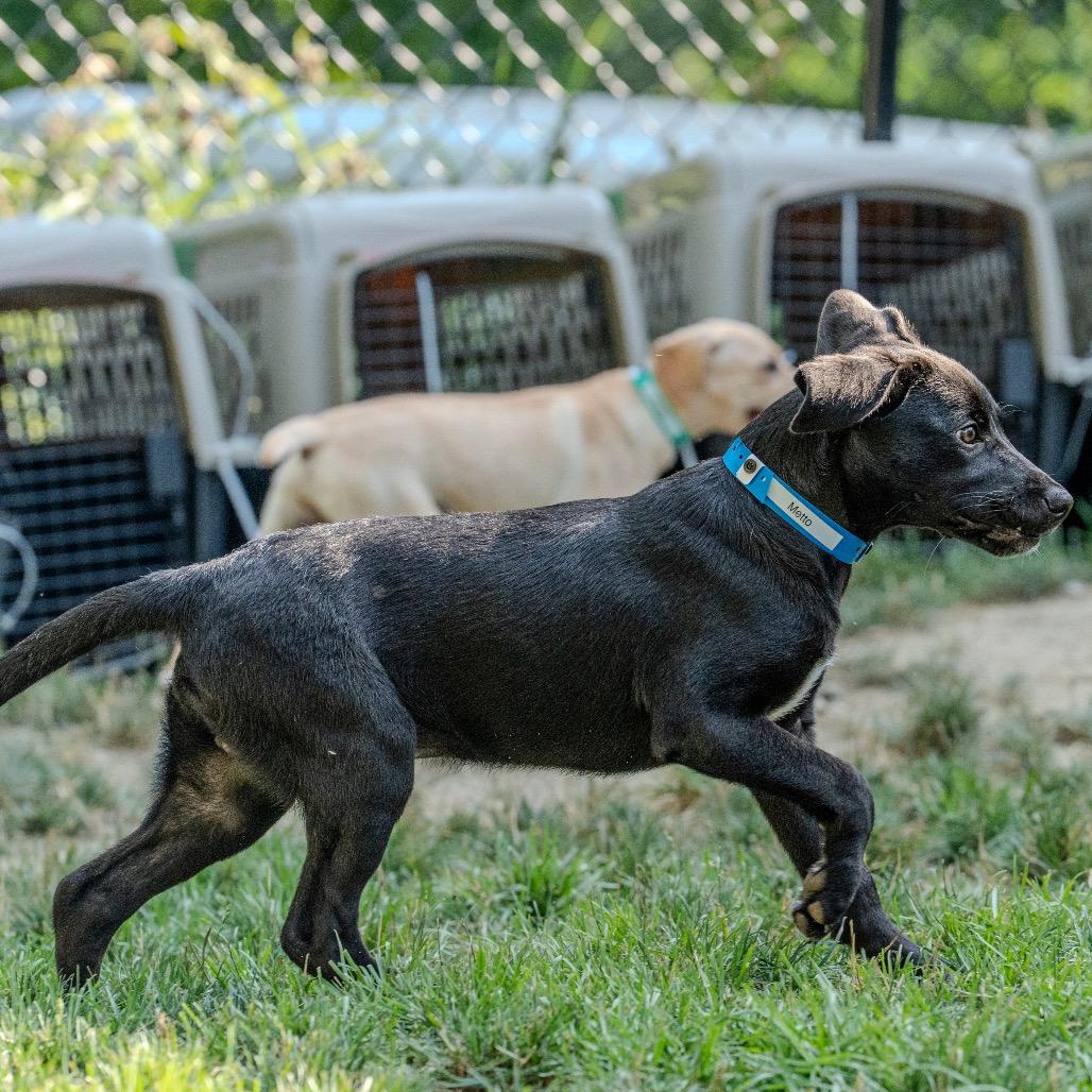 Enlarge Metto, a Adoptable mixed breed in Pawling, NY image 5/6