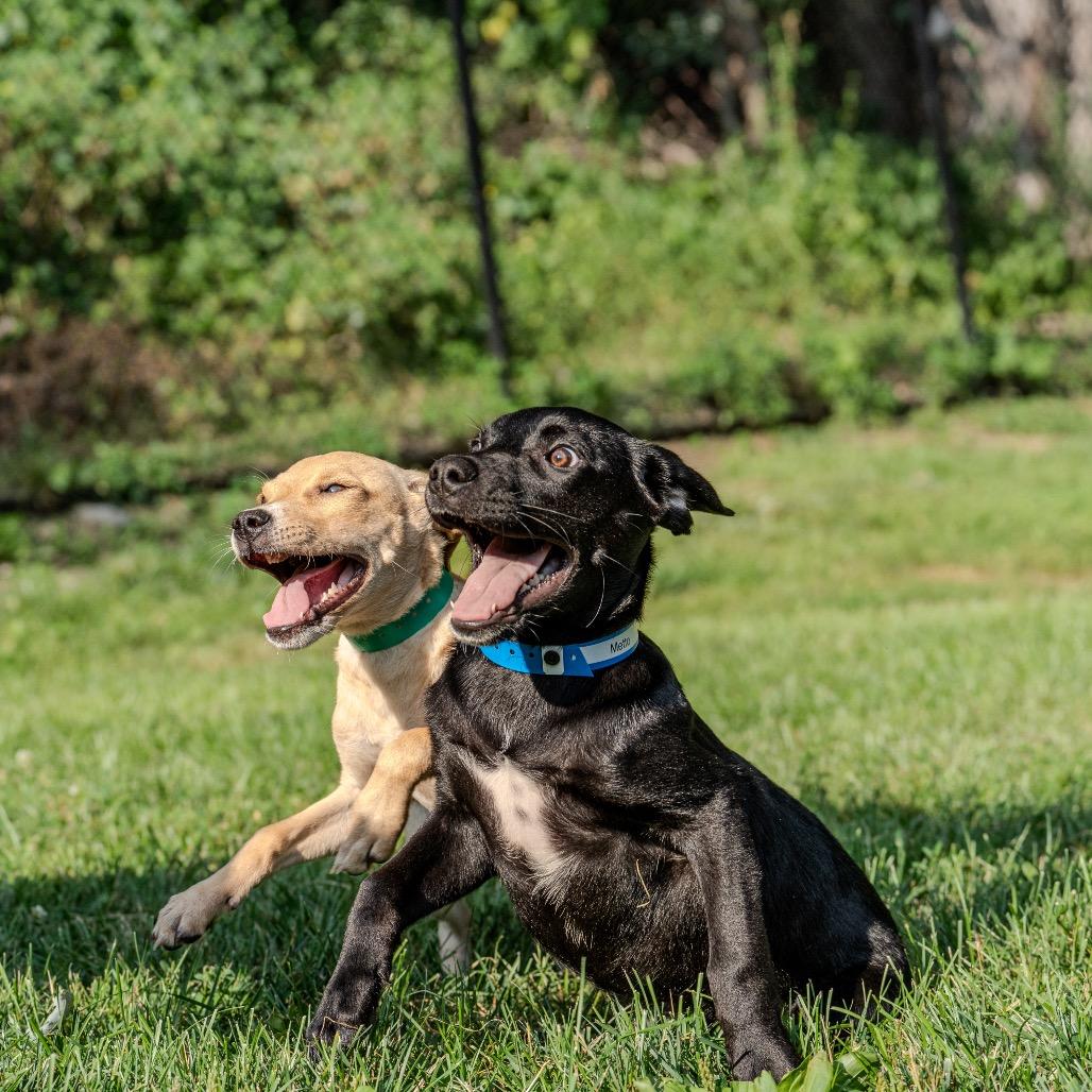 Enlarge Metto, a Adoptable mixed breed in Pawling, NY image 6/6