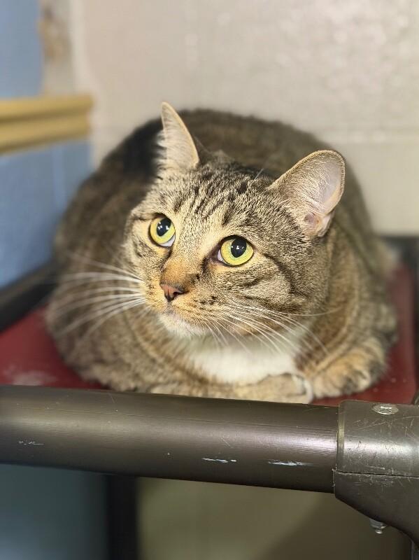 Bella, Adoptable, Adult Female Tabby.