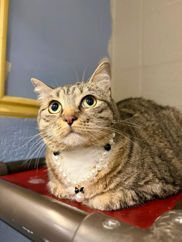 Enlarge Bella, a Adoptable Tabby in Fruit Heights, UT image 2/6