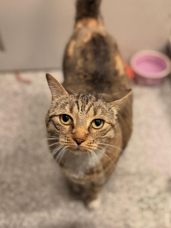 Enlarge Bella, a Adoptable Tabby in Fruit Heights, UT image 3/6