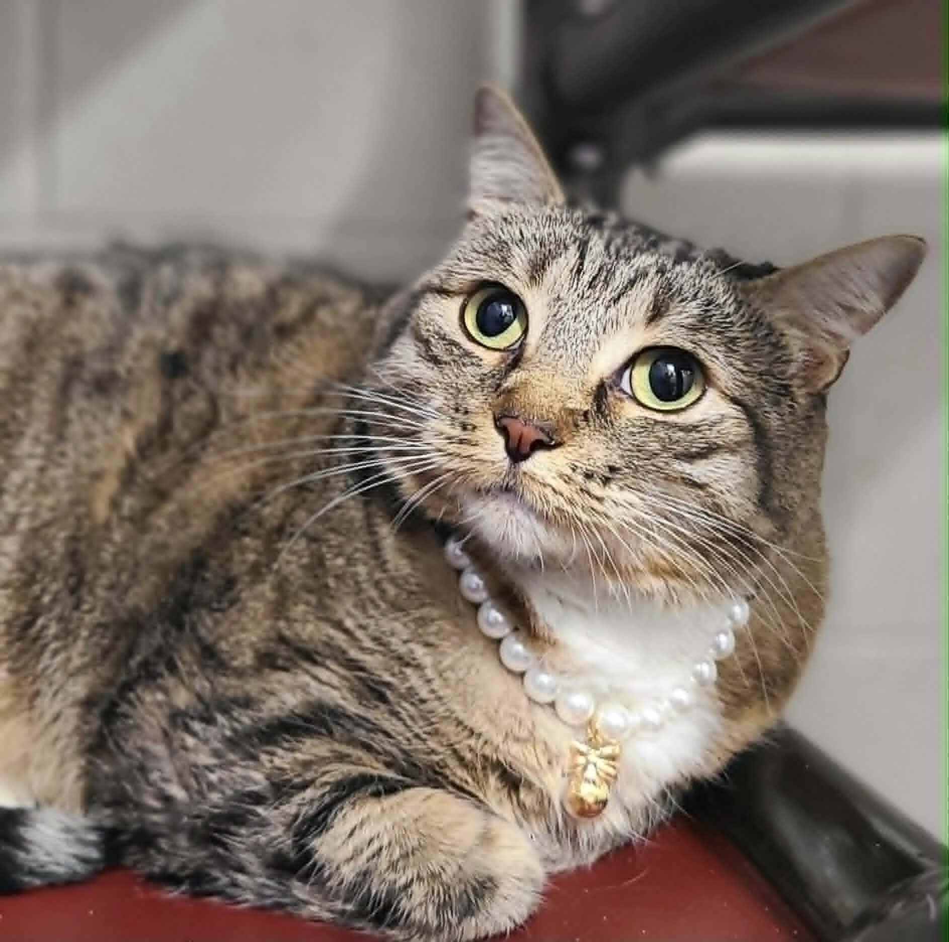 Enlarge Bella, a Adoptable Tabby in Fruit Heights, UT image 4/6