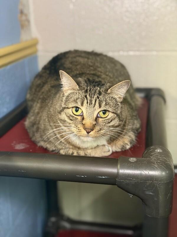 Enlarge Bella, a Adoptable Tabby in Fruit Heights, UT image 5/6