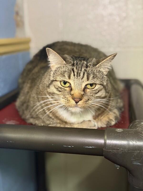 Enlarge Bella, a Adoptable Tabby in Fruit Heights, UT image 6/6