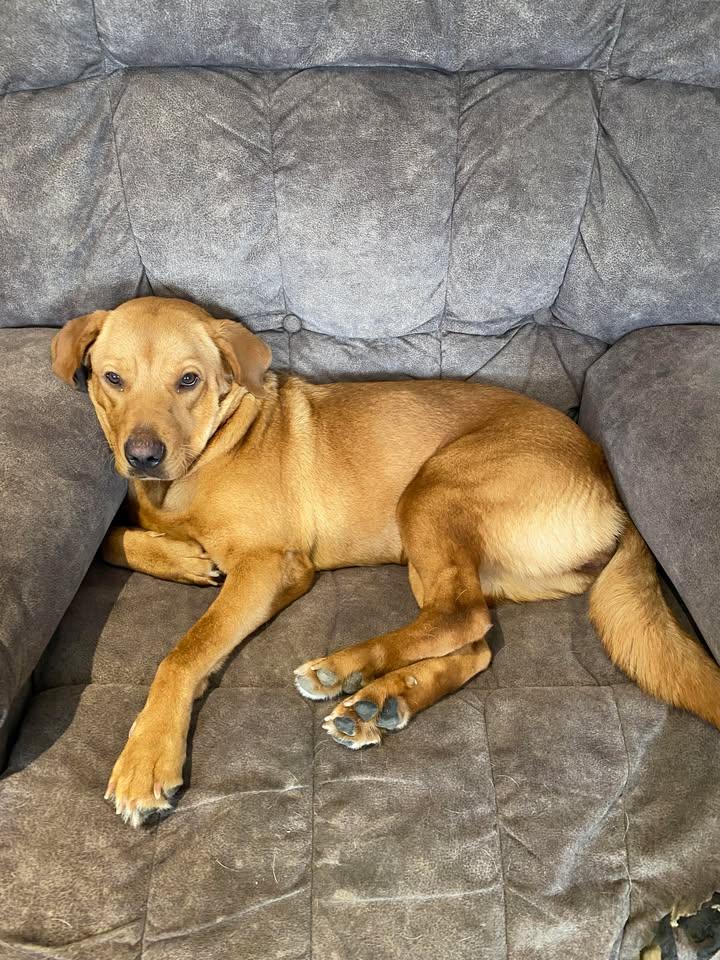 Peanut, a Adopted Labrador Retriever in Pottsboro, TX image 2/3