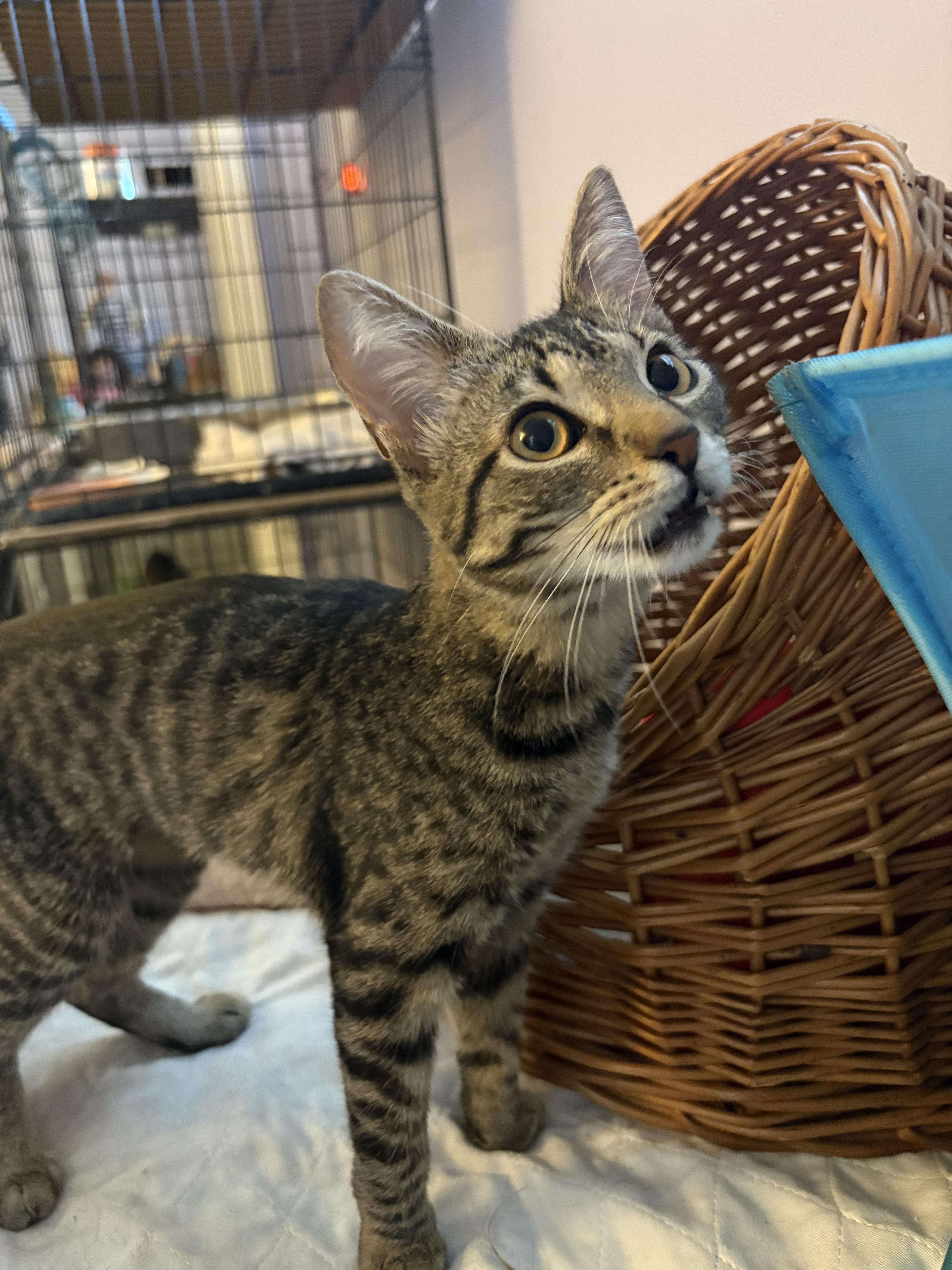 Enlarge Kee-Yee, a ADOPTABLE Domestic Short Hair in Saint Pete Beach, FL image 2/4