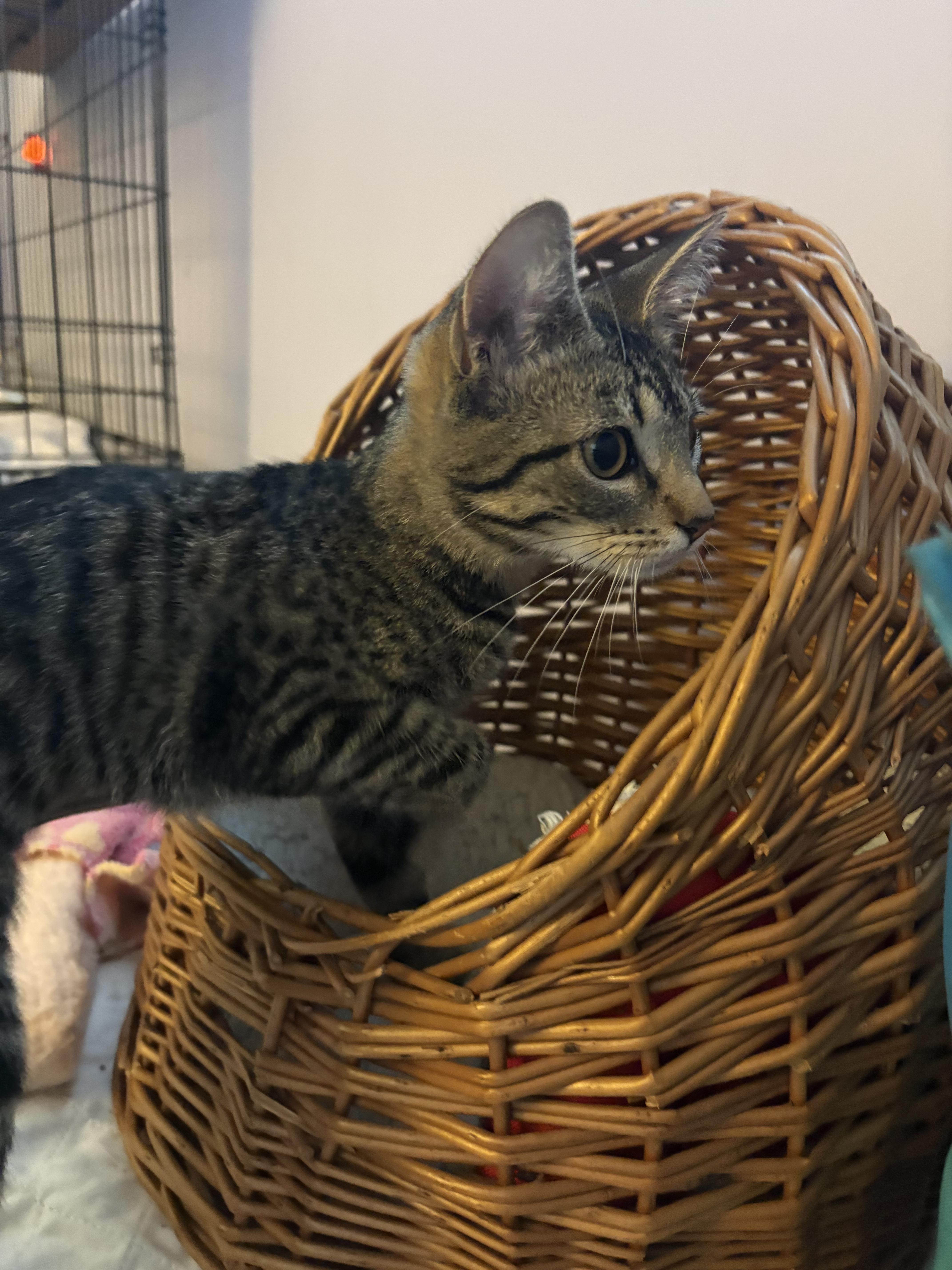 Enlarge Kee-Yee, a ADOPTABLE Domestic Short Hair in Saint Pete Beach, FL image 3/4