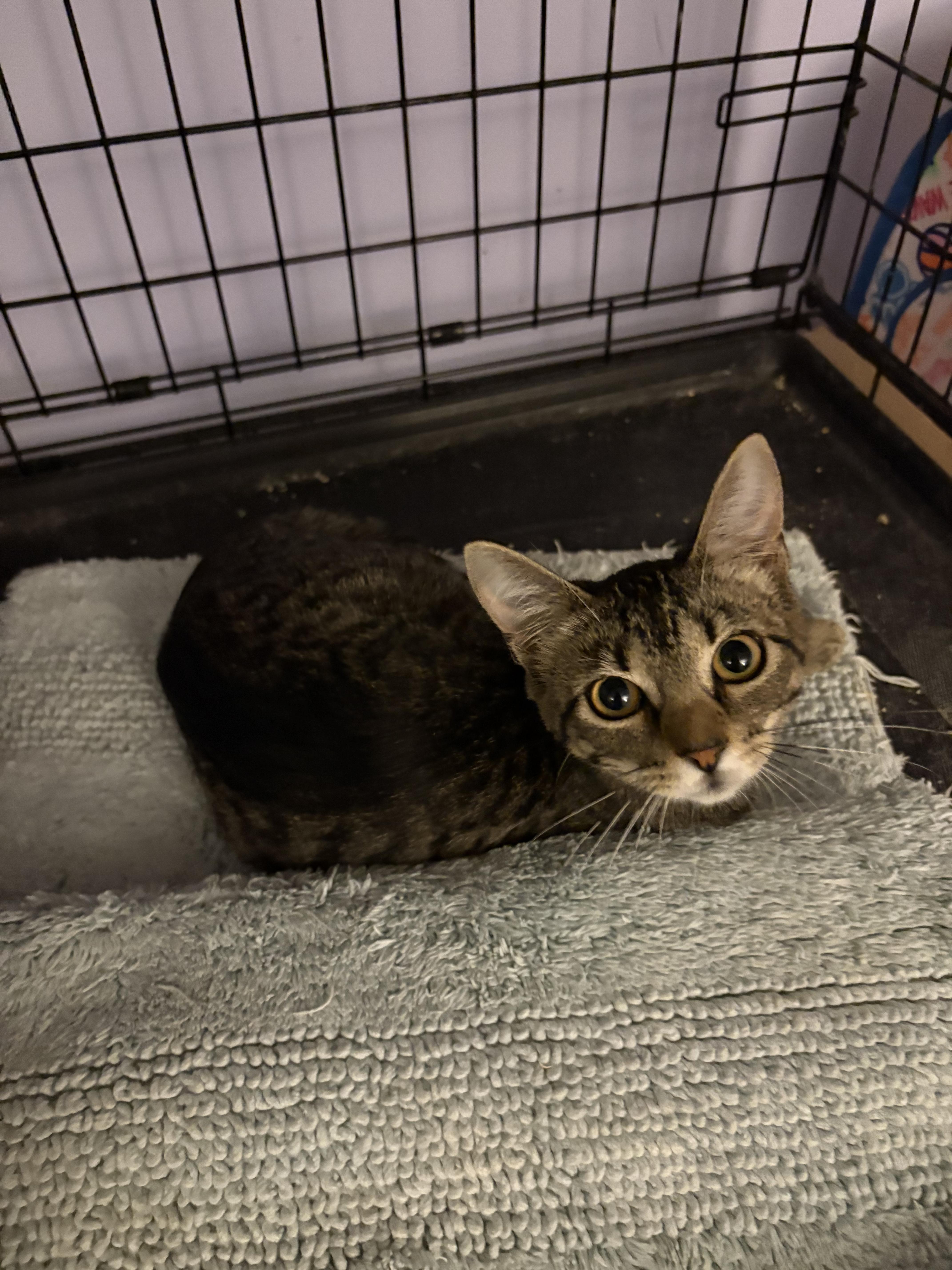 Enlarge Kee-Yee, a ADOPTABLE Domestic Short Hair in Saint Pete Beach, FL image 4/4