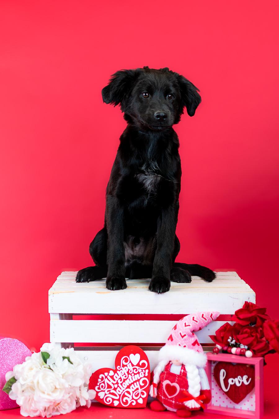 Enlarge 70-26, a ADOPTABLE mixed breed in Brighton, CO image 1/1