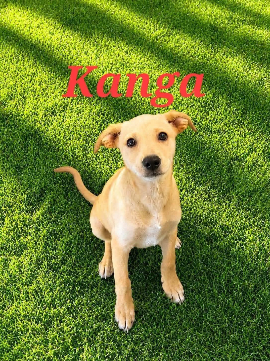 Kanga, ADOPTABLE, Puppy Female Australian Cattle Dog / Blue Heeler & Labrador Retriever.
