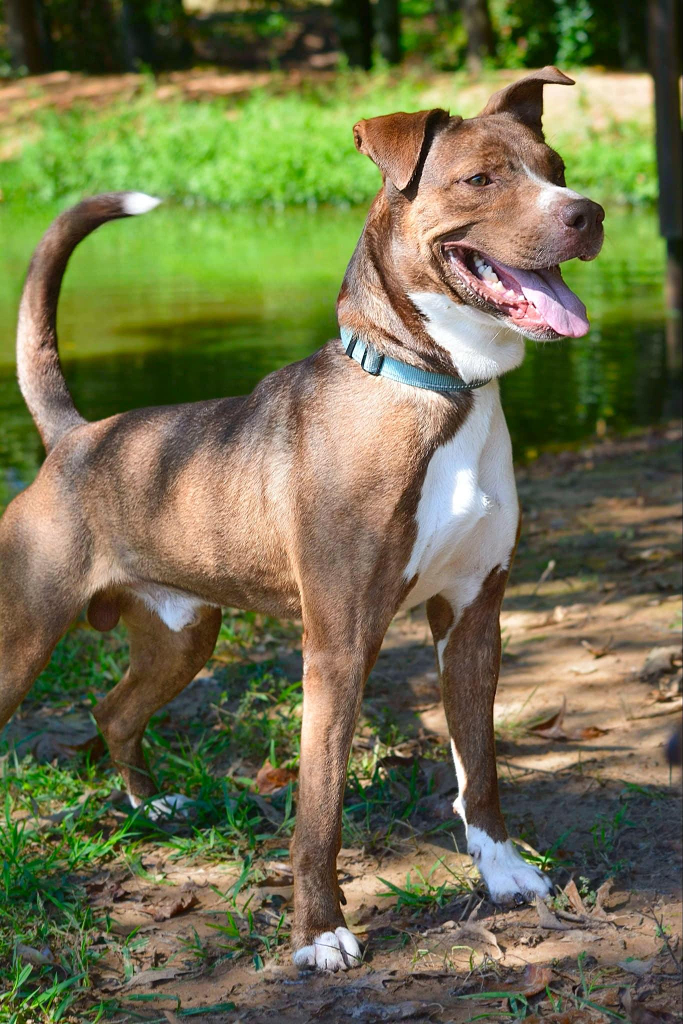 Crimson Chin, a Adoptable Pit Bull Terrier in Chicago , IL image 2/6