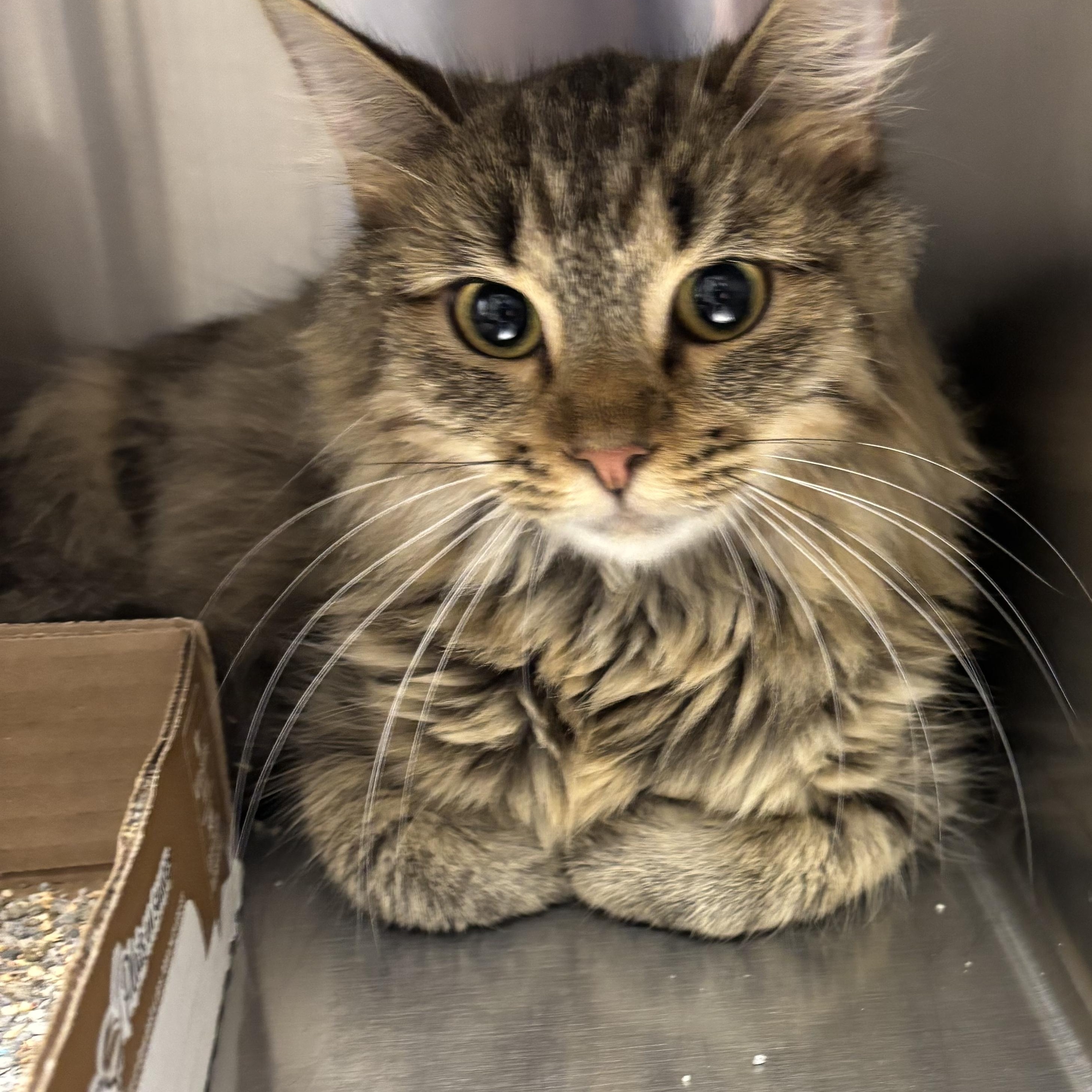 Aurora, Adoptable, Kitten Female Domestic Long Hair.