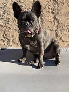 Enlarge Loxy, a Adoptable French Bulldog in Mesa, AZ image 1/6