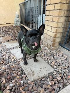Enlarge Loxy, a Adoptable French Bulldog in Mesa, AZ image 2/6