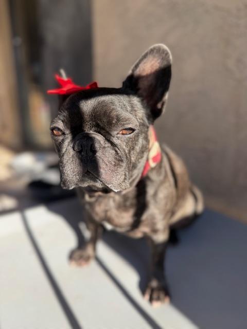Enlarge Loxy, a Adoptable French Bulldog in Mesa, AZ image 2/6