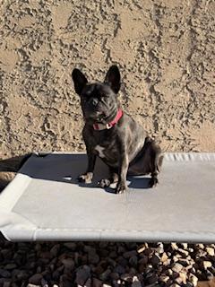 Enlarge Loxy, a Adoptable French Bulldog in Mesa, AZ image 3/6