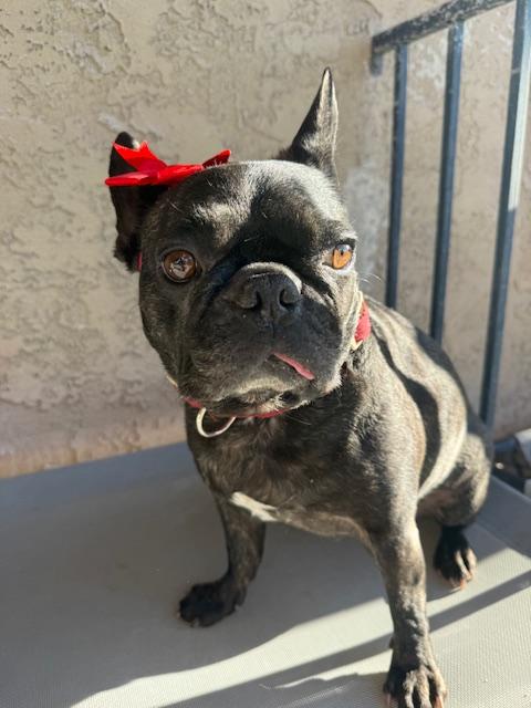 Enlarge Loxy, a Adoptable French Bulldog in Mesa, AZ image 3/6