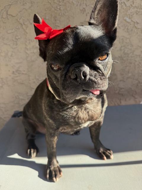 Enlarge Loxy, a Adoptable French Bulldog in Mesa, AZ image 4/6