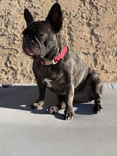 Enlarge Loxy, a Adoptable French Bulldog in Mesa, AZ image 4/6