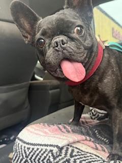 Enlarge Loxy, a Adoptable French Bulldog in Mesa, AZ image 5/6