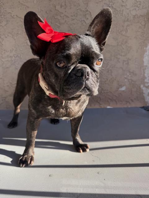 Enlarge Loxy, a Adoptable French Bulldog in Mesa, AZ image 6/6