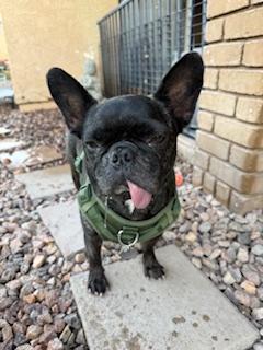 Enlarge Loxy, a Adoptable French Bulldog in Mesa, AZ image 6/6