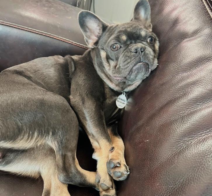 Enlarge Duchess, an adopted French Bulldog in Los Angeles, CA image 1/1