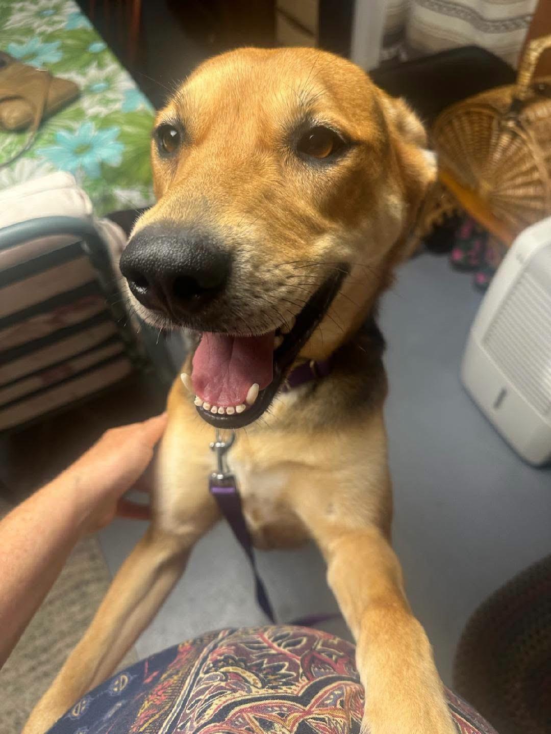 Enlarge Shadow, a ADOPTABLE mixed breed in Griswold, CT image 6/6