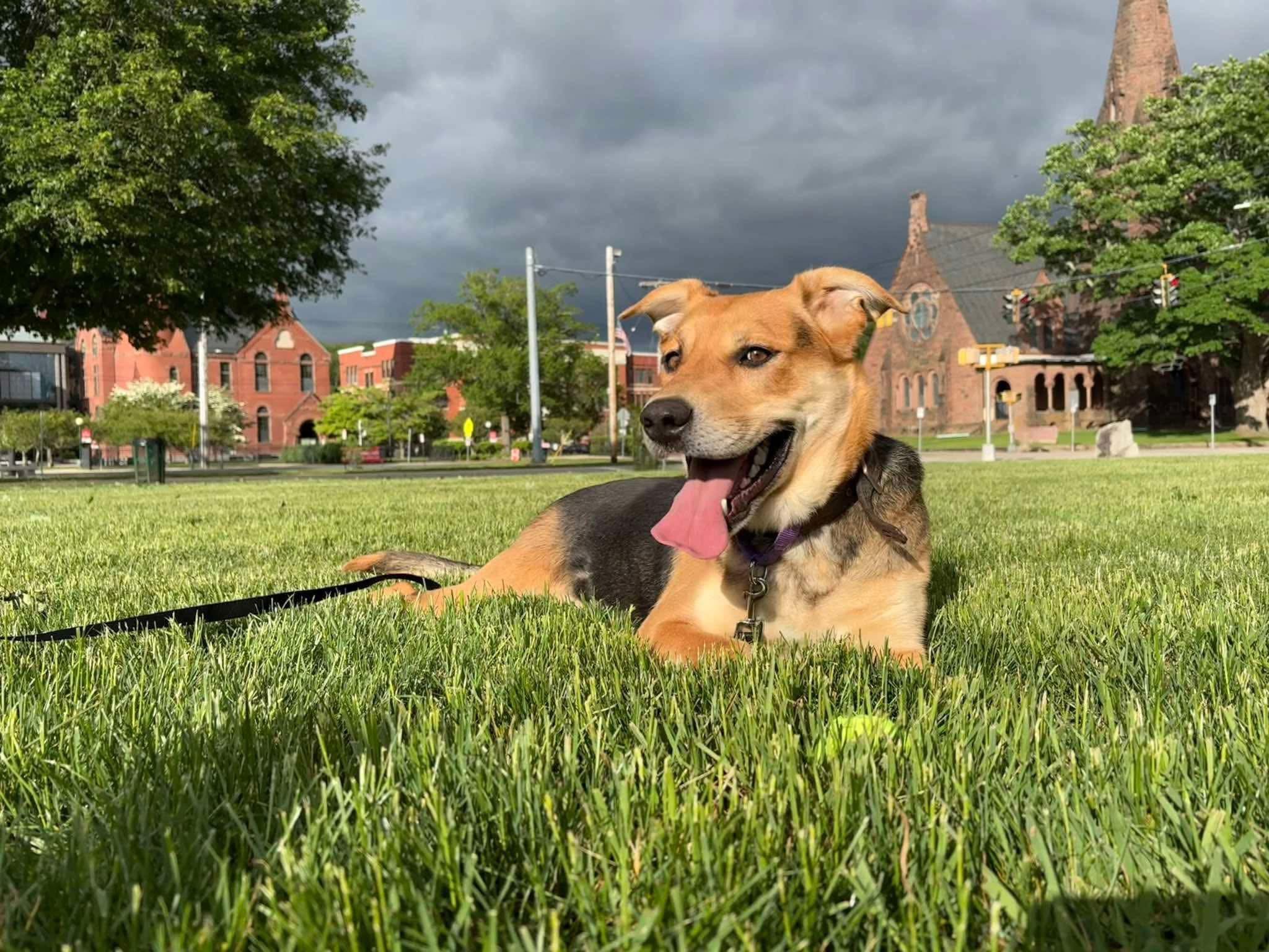 Enlarge Shadow, a ADOPTABLE mixed breed in Griswold, CT image 2/6