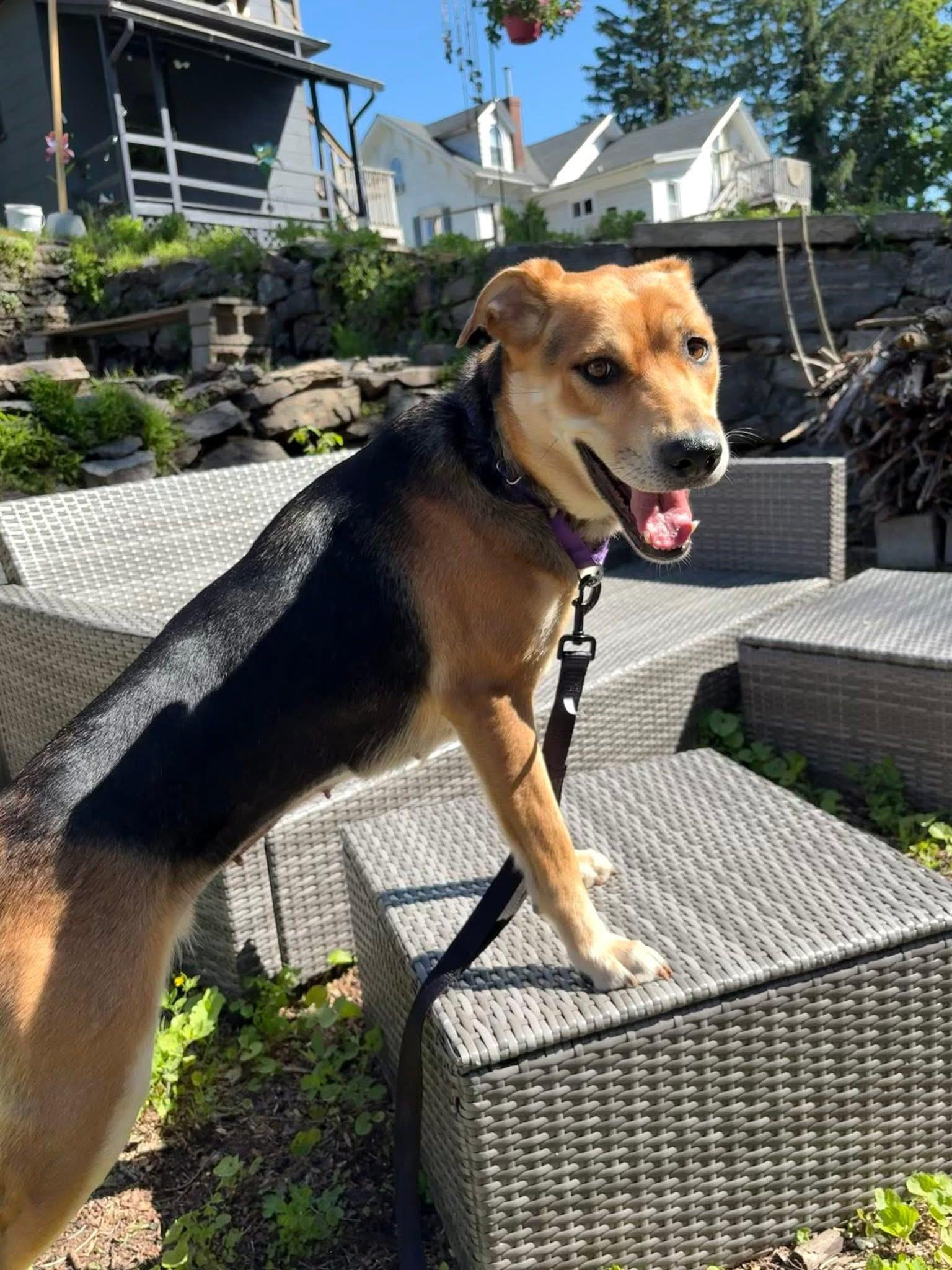 Shadow, ADOPTABLE, Adult Female Australian Shepherd.