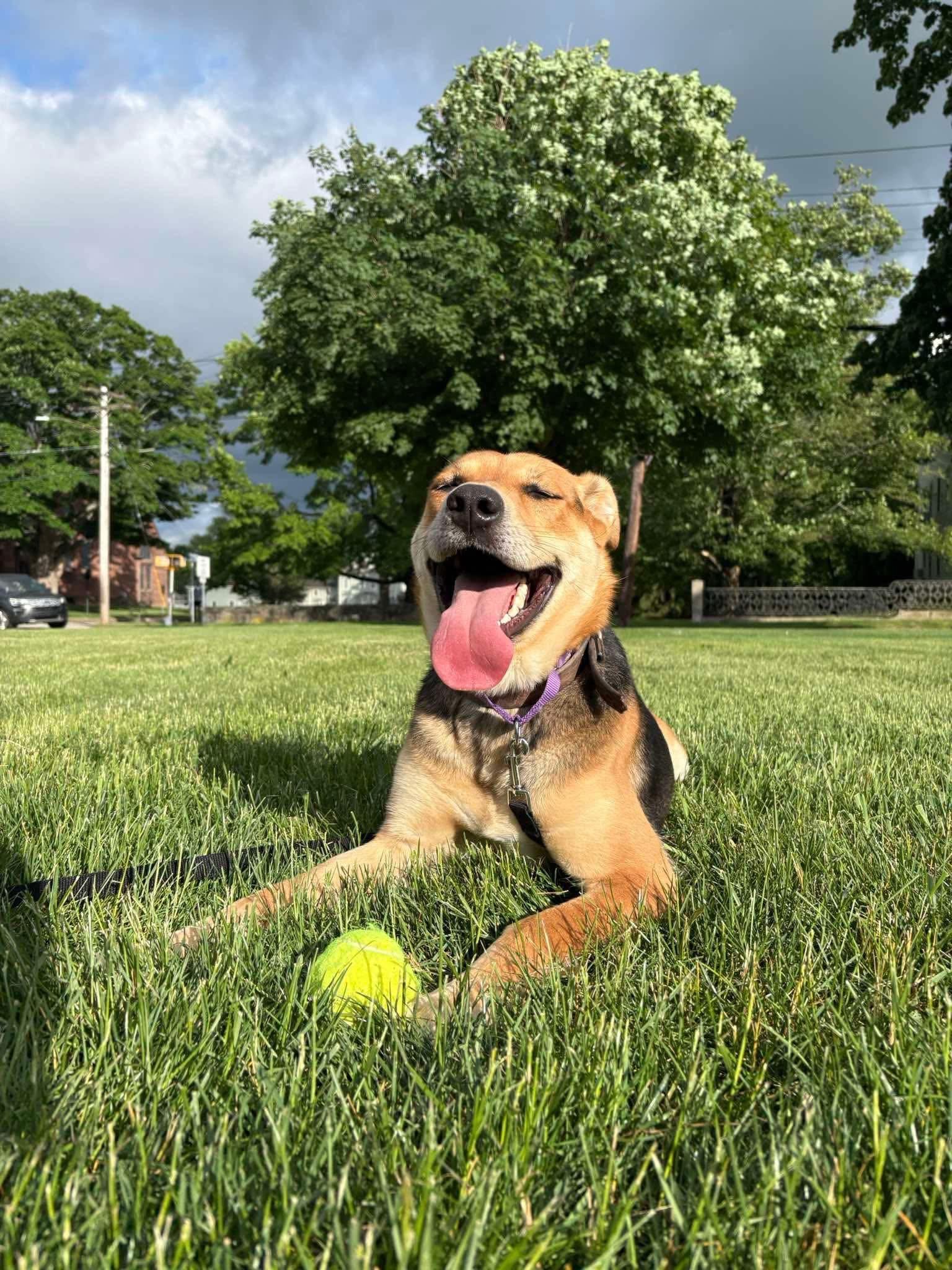 Enlarge Shadow, a ADOPTABLE mixed breed in Griswold, CT image 3/6