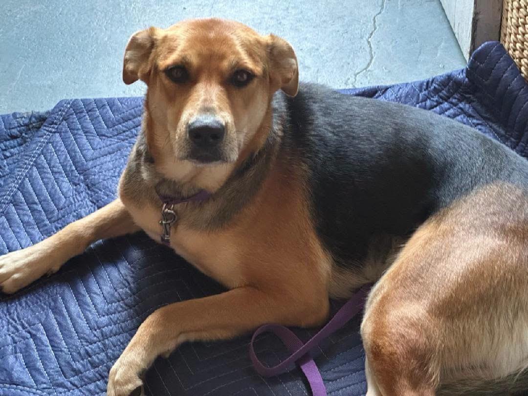 Enlarge Shadow, a ADOPTABLE mixed breed in Griswold, CT image 5/6