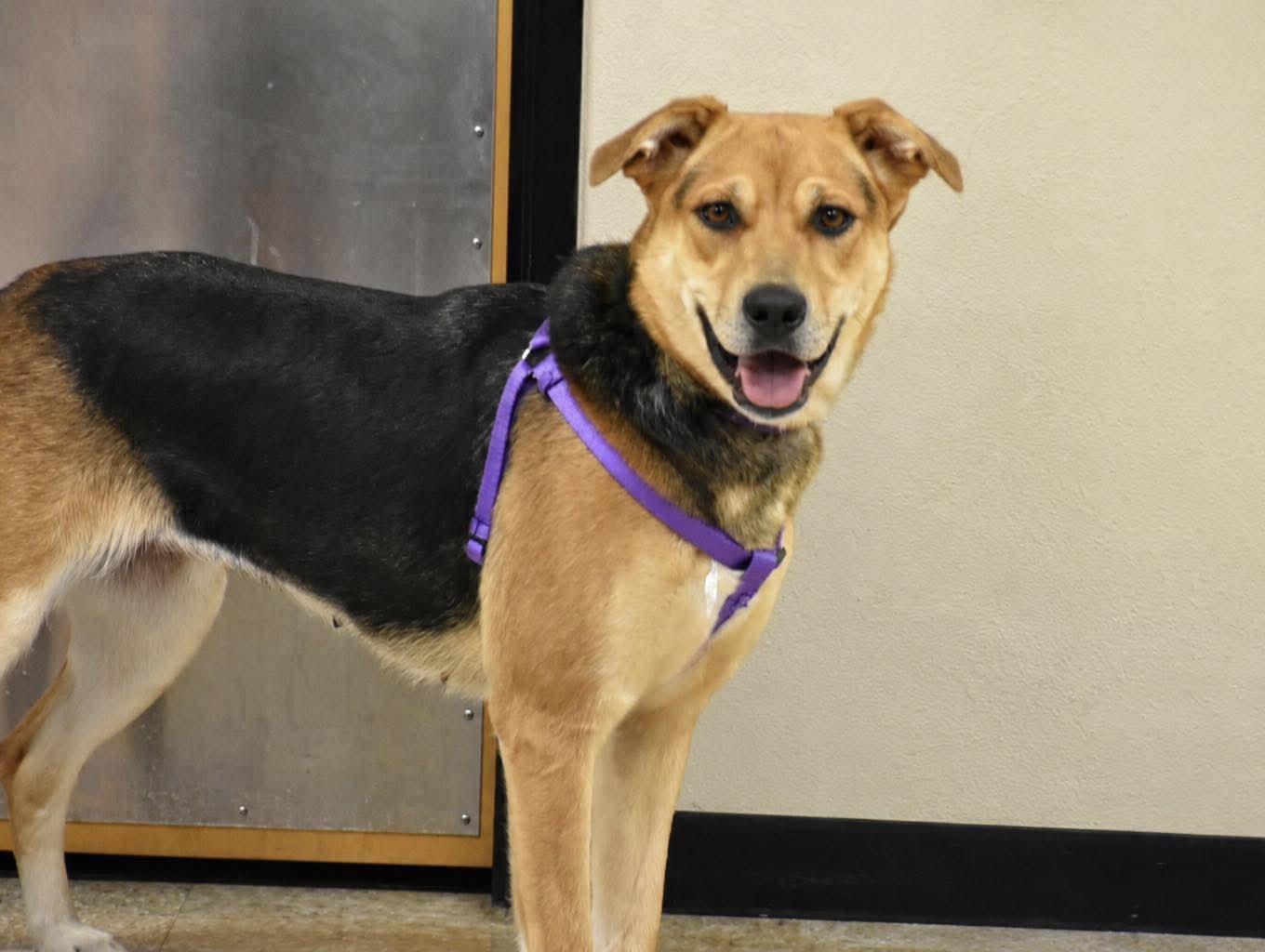 Shadow, ADOPTABLE, Adult Female Australian Shepherd.