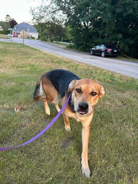 Enlarge Shadow, a ADOPTABLE mixed breed in Griswold, CT image 4/6