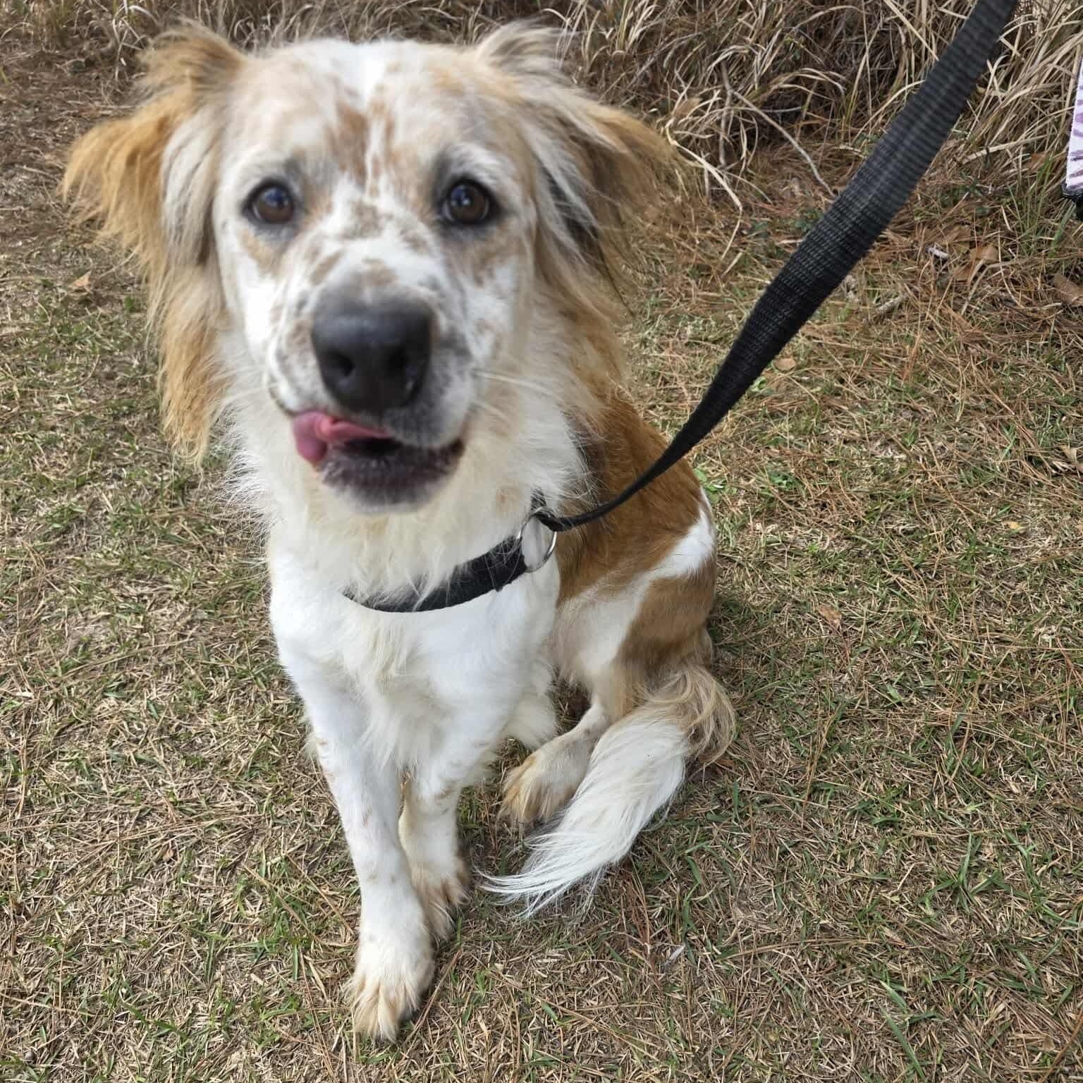 Ozzy, an adopted mixed breed in Albion, MI image 1/6