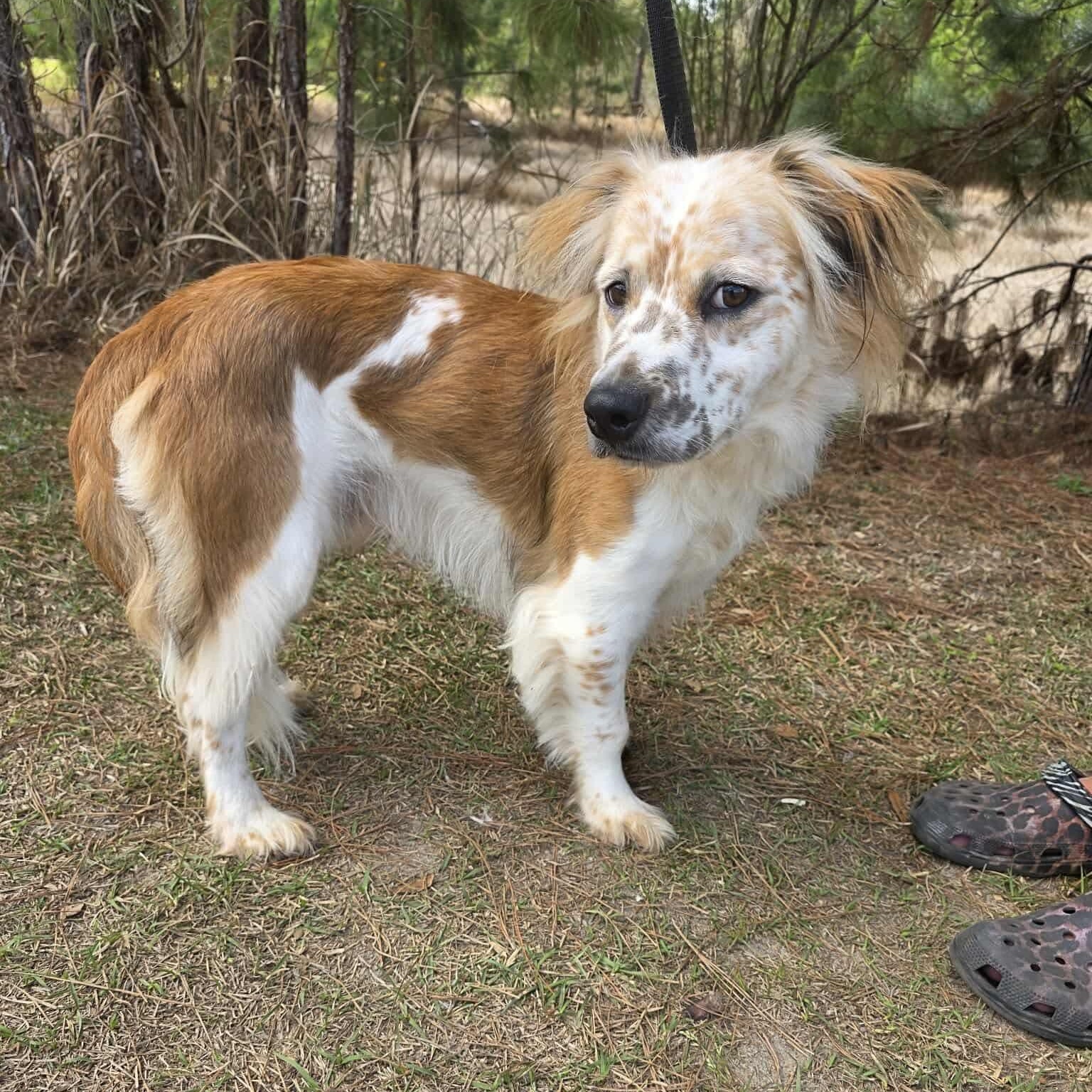Ozzy, an adopted mixed breed in Albion, MI image 6/6