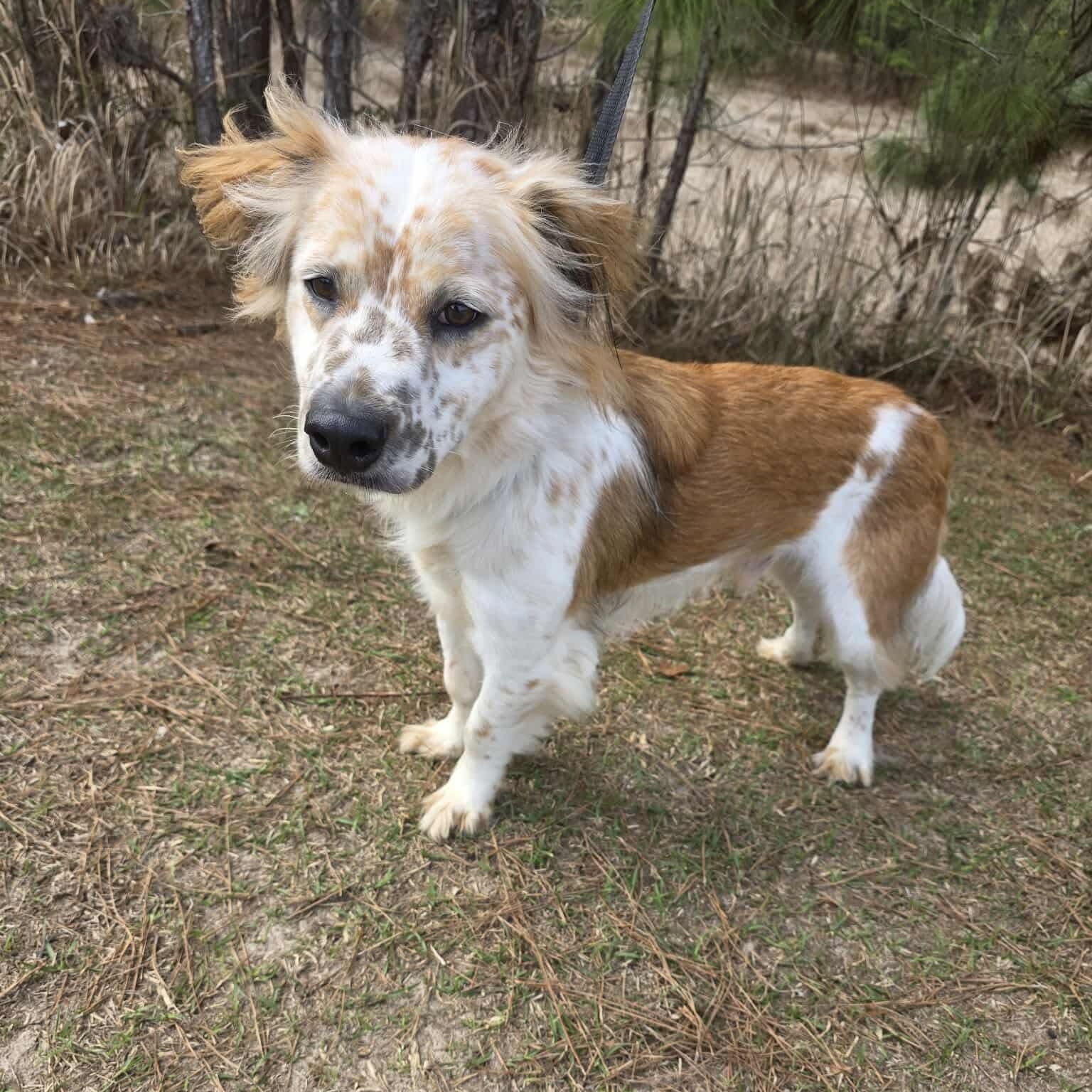 Ozzy, an adopted mixed breed in Albion, MI image 4/6