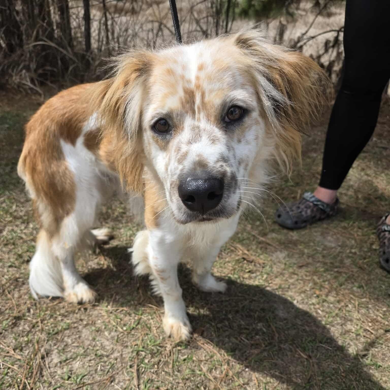 Ozzy, an adopted mixed breed in Albion, MI image 3/6