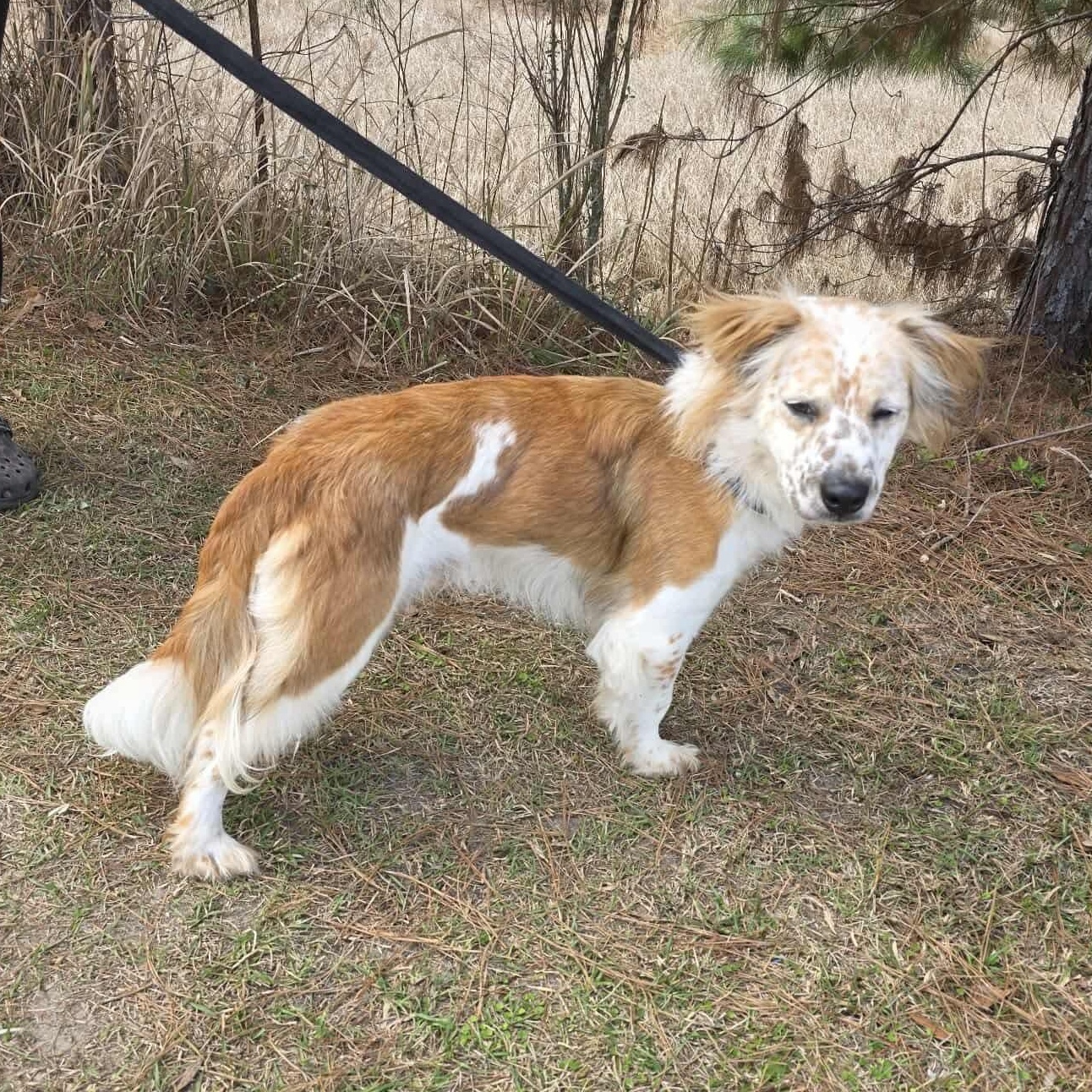 Ozzy, an adopted mixed breed in Albion, MI image 5/6