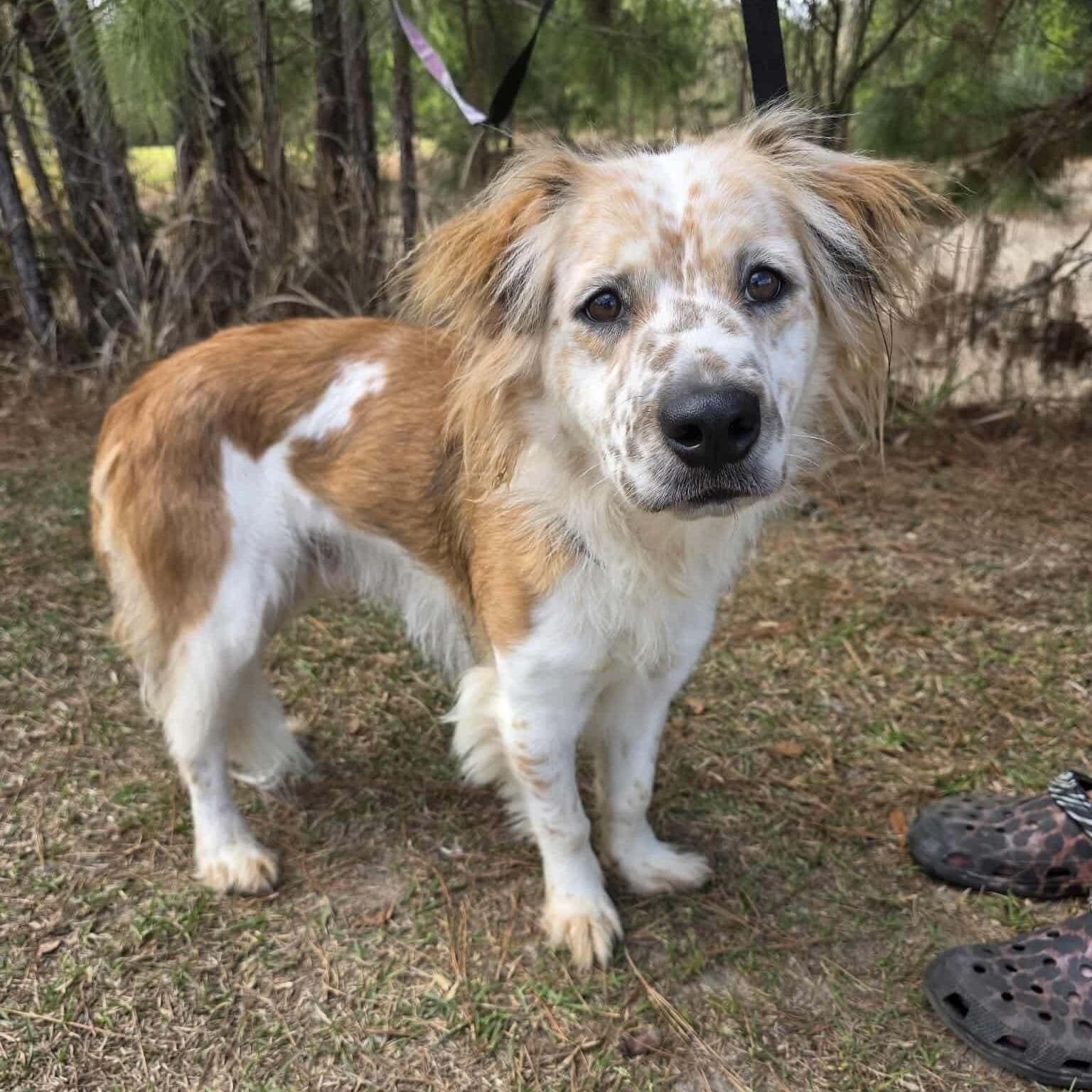 Ozzy, an adopted mixed breed in Albion, MI image 2/6