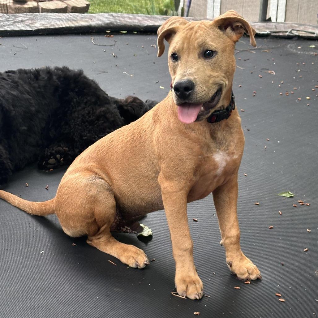 Forest, Adoptable, Young Male American Staffordshire Terrier.