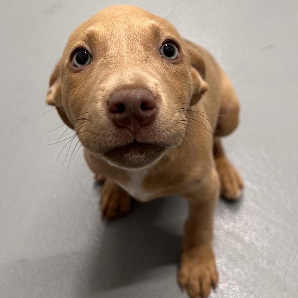 Aurora, Adoptable, Puppy Female Terrier & Mixed Breed.