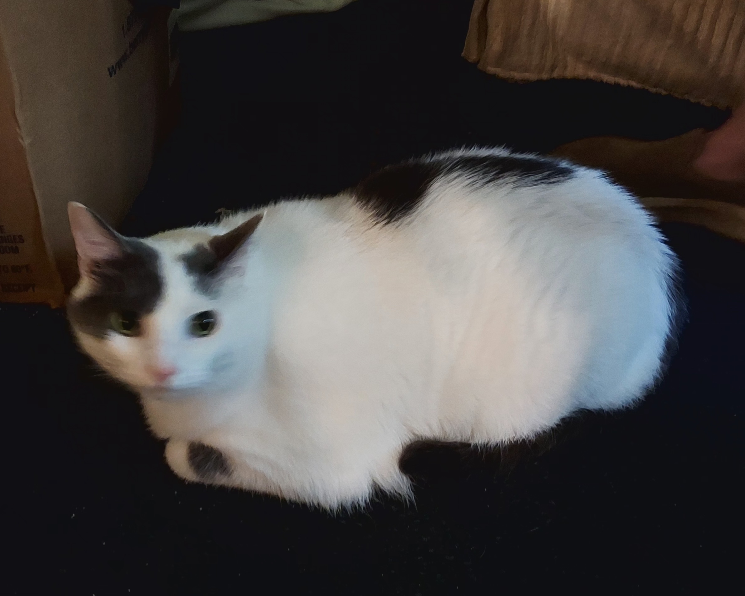 Cat for adoption Yoda, a Domestic Short Hair in Bardstown, KY Petfinder