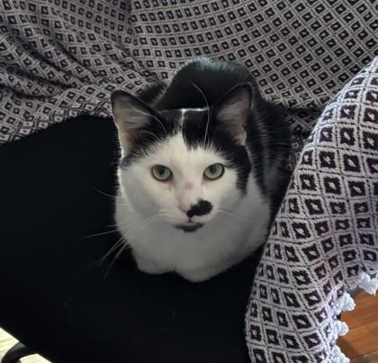 Danni, Adoptable, Adult Male Domestic Short Hair & Domestic Short Hair.