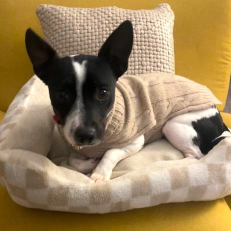 Split, Adoptable, Adult Male Chihuahua.