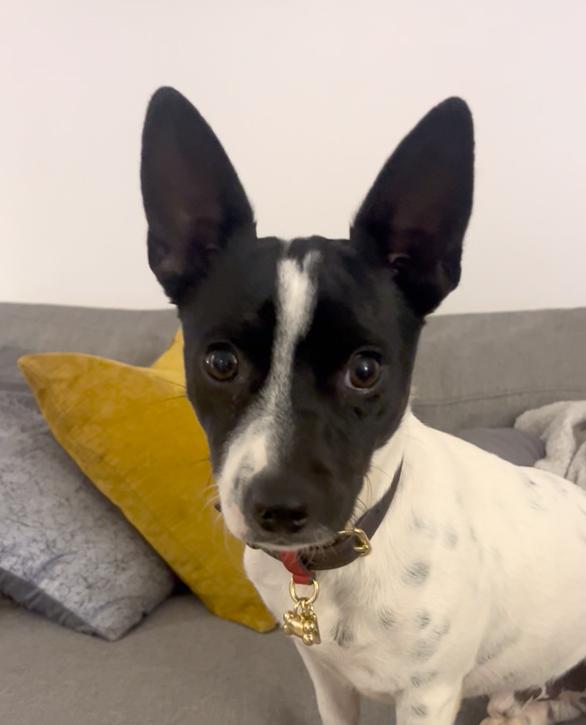 Enlarge Split, a Adoptable mixed breed in Brooklyn, NY image 2/6